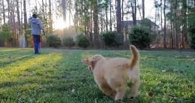 狗狗实拍4k户外跑步运动特写视频的预览图
